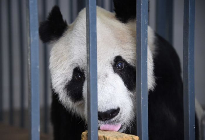 Pandí samec Pan Pan.