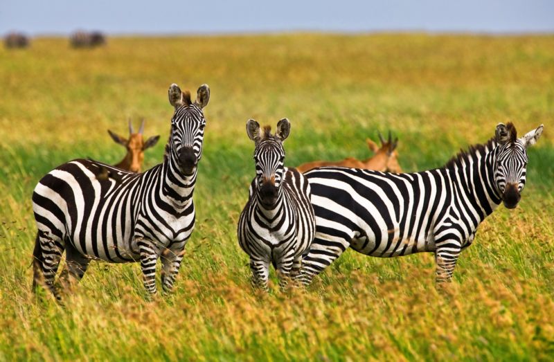 "Proč má zebra pruhy?" (ilustrační foto).