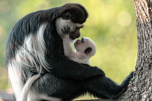 Snímek ze Zoo Praha.