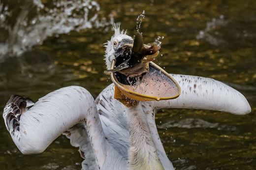 V roce 2015 se Zoo Praha umístila na 4. místě v žebříčku nejlepších zoo na světě, který zveřejnil cestovatelský server TripAdvisor.
