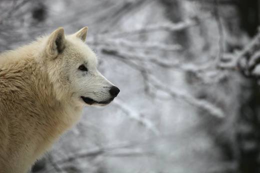 Zimní foto ze zoologické zahrady v Brně.