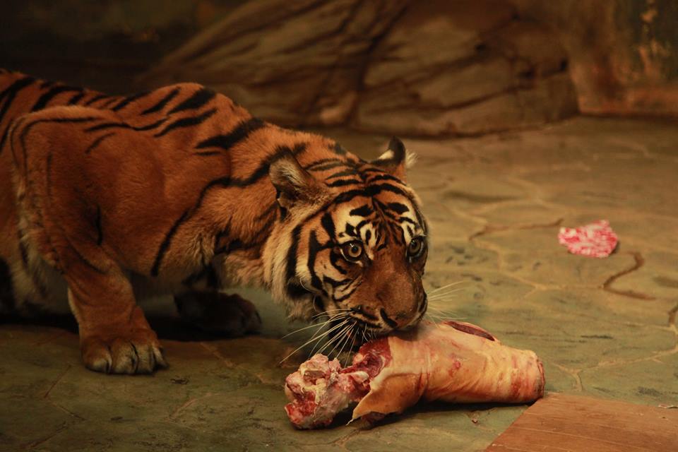 Brněnskou zoo navštívilo již více než 17 milionů osob z řad obyvatel města Brna, ostatních regionů České republiky i ze zahraničí.