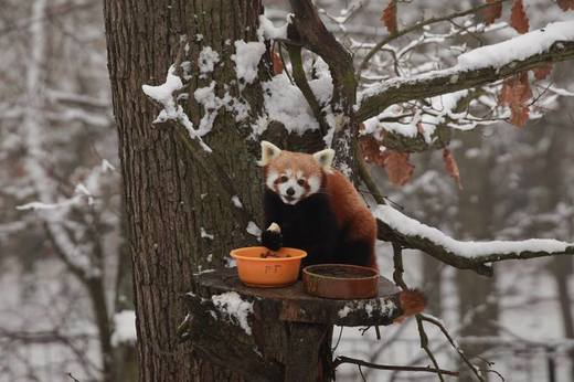 Obyvatel brněnské zoo.