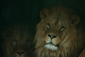 Liberecká zoo chová kolem 170 druhů zvířat.