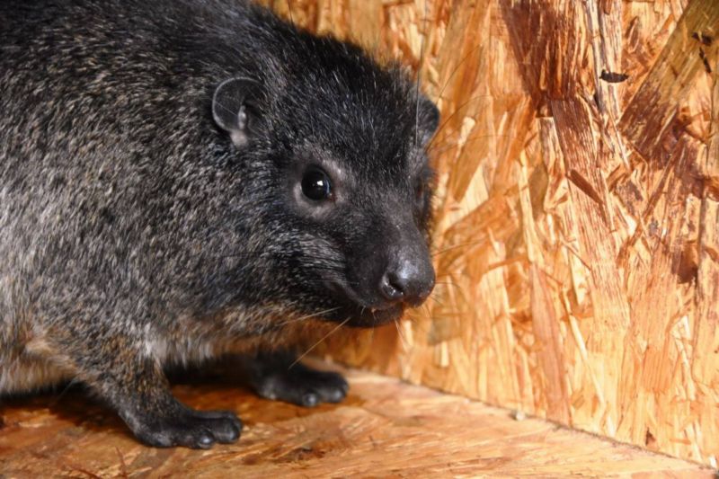 Damany pralesní chová ostravská zoo jako jediná v Evropě. Damany pralesní chová ostravská zoo jako jediná v Evropě.
