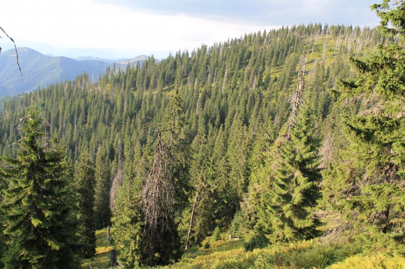 Pohled na výzkumnou lokalitu přirozeného horského smrkového lesa v Jánošíkově Kolkárni (Velká Fatra). Na fotografii lze pozorovat vliv méně silných náhodných narušení (vpředu) a dopad silnějších narušení, jež mají za následek velkoplošné rozpady porostu (vpravo nahoře). 