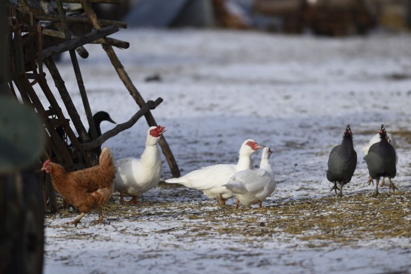 Veterináři potvrdili výskyt ptačí chřipky na území ČR po přibližně deseti letech. Veterináři potvrdili výskyt ptačí chřipky na území ČR po přibližně deseti letech.