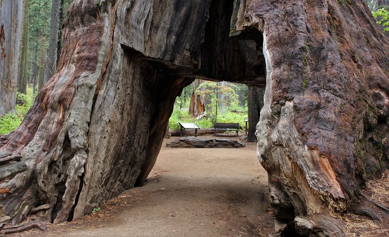 Průjezdový tunel vytesali do stromu v roce 1880 dřevorubci, aby přilákali více turistů.