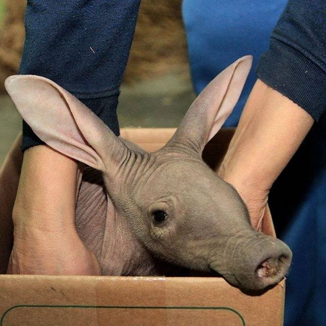 Nový přírůstek v Zoo Jekatěrinburg.