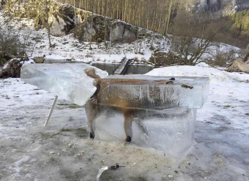 Liška se utopila a její tělo pokryl led.