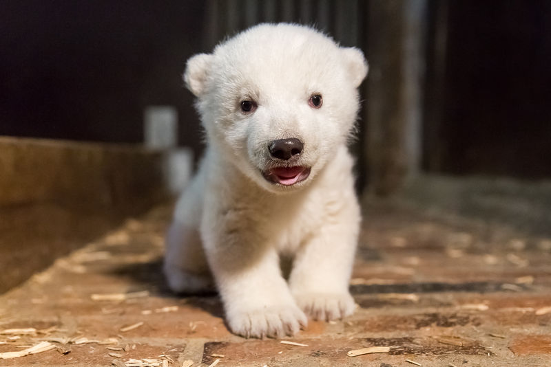 Berlínská zoo láká návštěvníky na mládě ledního medvěda.