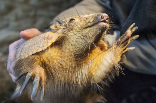 Cyril se v plzeňské zoo narodil loni v září.