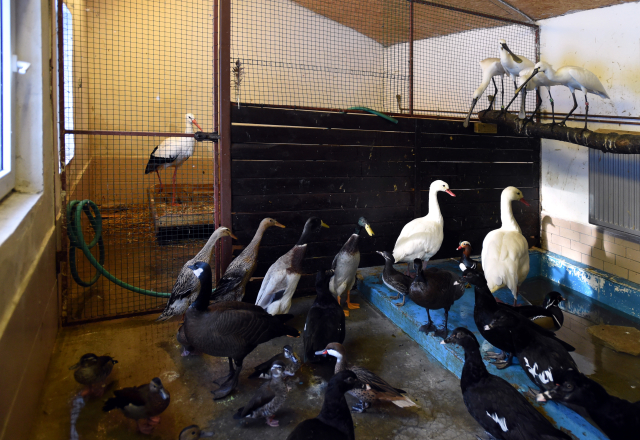 Děčínská zoo přestěhovala z preventivních důvodů některé opeřence z volných výběhů do vnitřních zimovišť. Opatřením proti ptačí chřipce je i zakrývání voliér. Do Ptačího domu musí návštěvník projít přes dezinfekční roztok. 