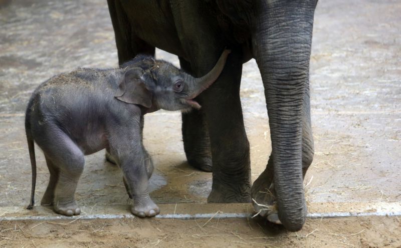Mládě slona indického v pražské zoo.