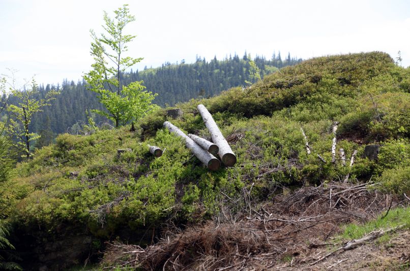 Národní park Šumava.