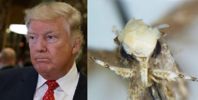 Biolog pojmenoval můru podle Donalda Trumpa.