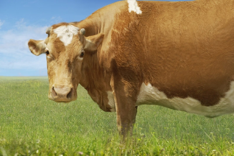 V Nizozemsku mají příliš mnoho krav produkujících příliš velké hromady hnoje.