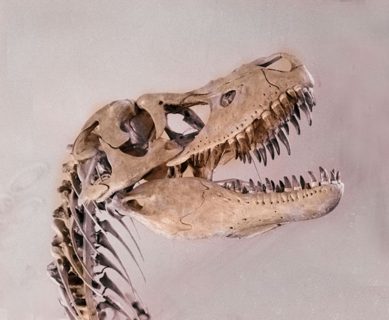 Ukradený Tarbosaurus.