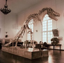 Tarbosaurus z New Yorku byl jednou ze zkamenělin, které Mongolsko opustily nelegálně.