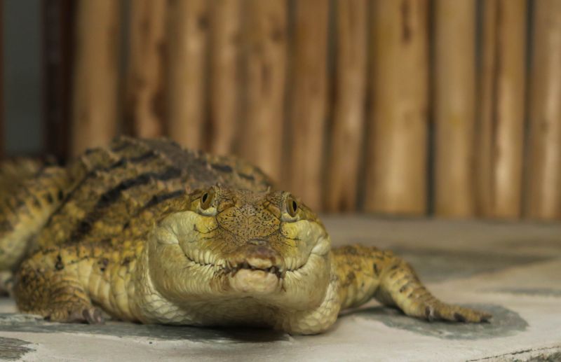 Jedním z přírůstků je krokodýl australský.