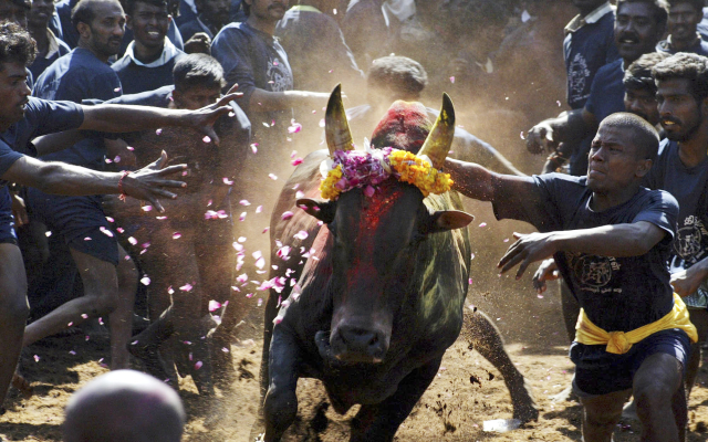 Indické býčí zápasy zvané džallikattu.