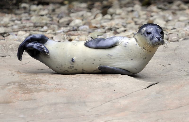 Mládě tuleně obecného v jihlavské zoo. Mládě tuleně obecného v jihlavské zoo.