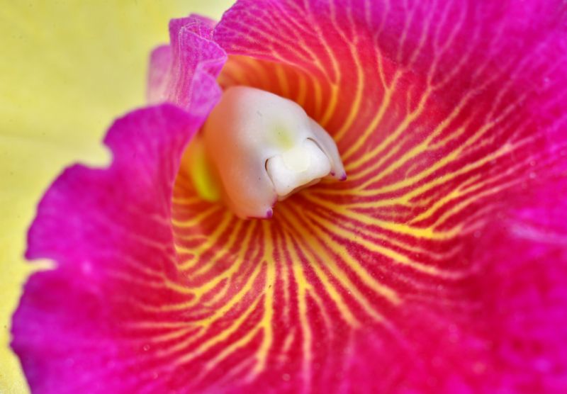 Květ orchideje rodu Cimbidium.