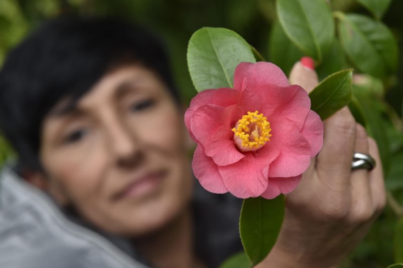 Kamélie jsou pojmenovány po brněnském rodákovi Jiřím Kamelovi.