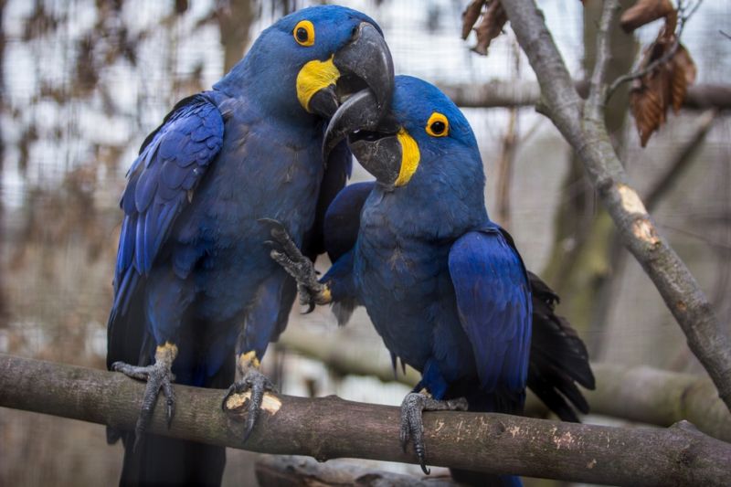 Zoo nabídne párům komentované prohlídky zaměřené na chování zvířecích partnerů.