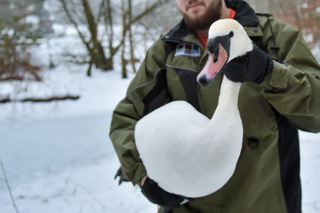 Zaměstnanci zoo preventivně pochytali labutě, kachny a další ptáky z jezírka. Zaměstnanci zoo preventivně pochytali labutě, kachny a další ptáky z jezírka.