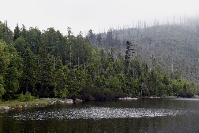 Národní park Šumava.