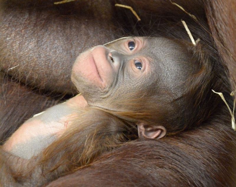 Orangutaní samička se narodila loni v polovině prosince. Orangutaní samička se narodila loni v polovině prosince.