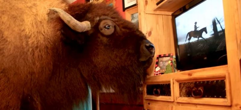 Bizon jménem Wild Thing má vlastní pokojíček s televizí, nejraději prý sleduje westerny. Bizon jménem Wild Thing má vlastní pokojíček s televizí, nejraději prý sleduje westerny.