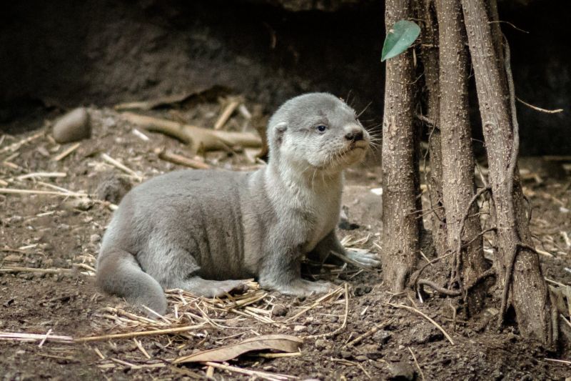 Kromě pražské zoo se vydry krátkosrsté podařilo rozmnožit pouze v Británii. Kromě pražské zoo se vydry krátkosrsté podařilo rozmnožit pouze v Británii.