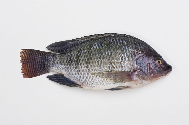 Ryba tilapie.