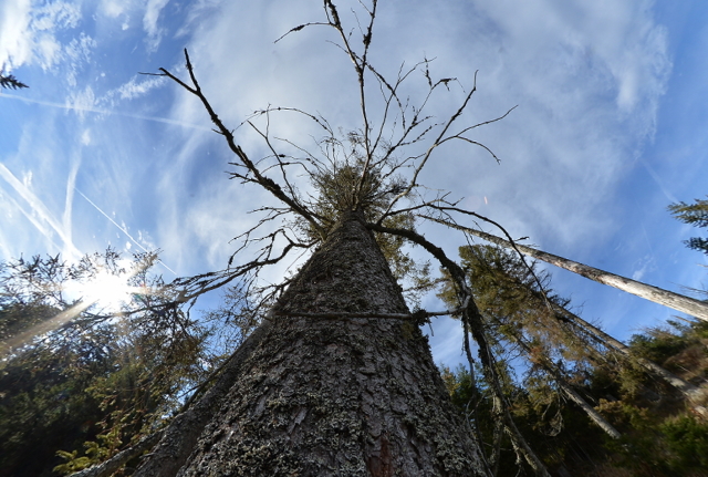 Šumavský národní park. Na snímku je kůrovcem napadený strom u Frantova mostu nedaleko Prášil.