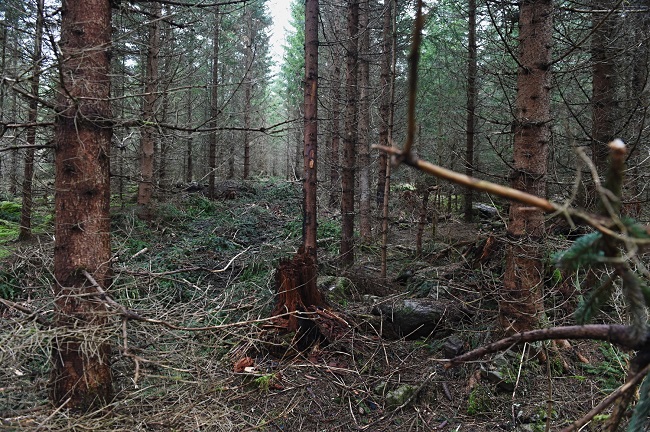 Národní park Šumava. Národní park Šumava.