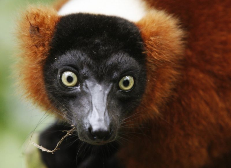 Vari červený dříve známý jako lemur vari. Vari červený dříve známý jako lemur vari.