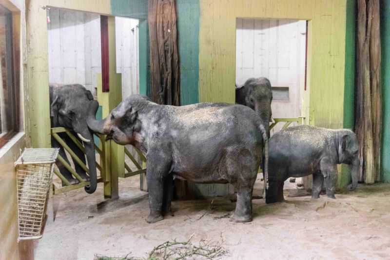 Obě slonice (na snímku) se po převozu seznamují samci v německé zoo. Obě slonice (na snímku) se po převozu seznamují samci v německé zoo.