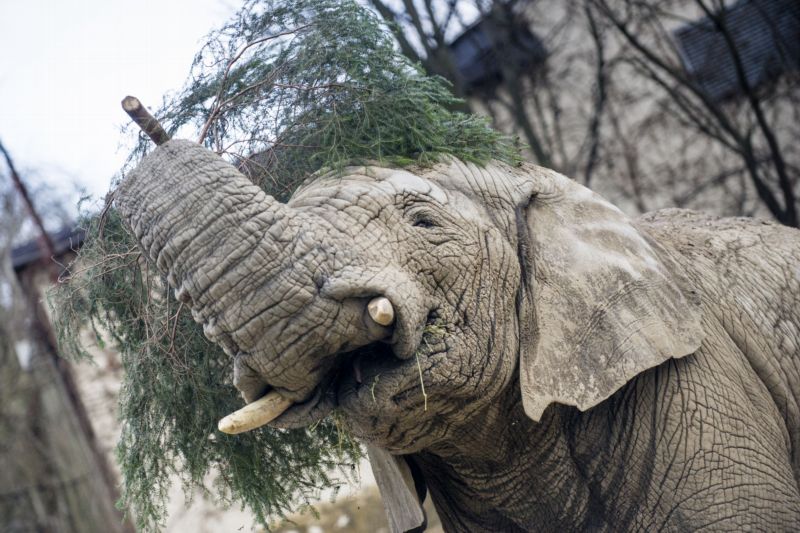 Kito byl jediným samcem slona afrického chovaným v zoo v ČR a na Slovensku.