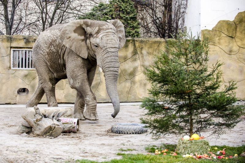 Příčinou úhynu sloního samce Kita bylo srdeční selhání. Příčinou úhynu sloního samce Kita bylo srdeční selhání.