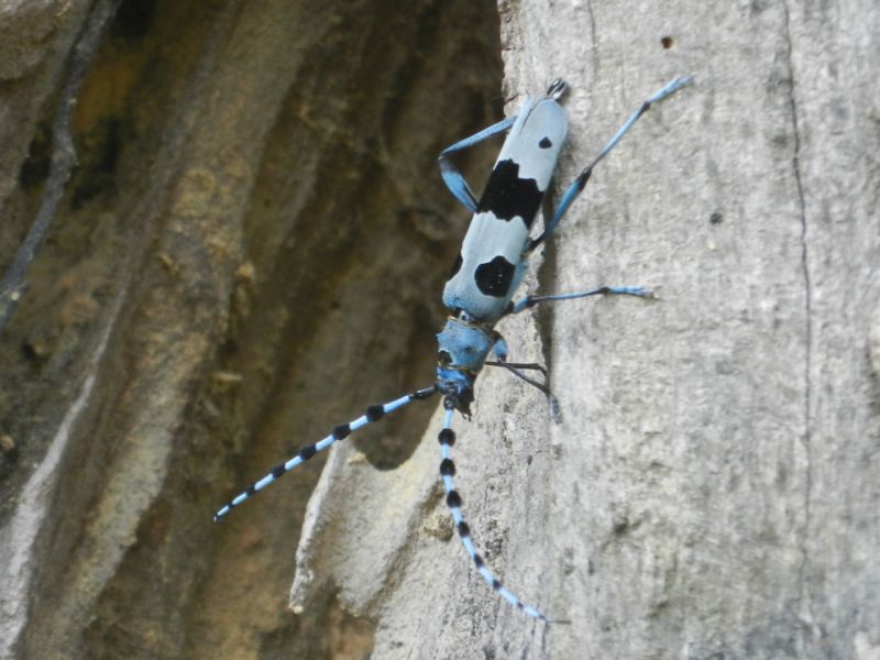 Tesařík alpský (Rosalia alpina), ohrožený obyvatel bučin.