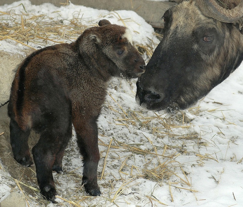Mládě takina indického narozené začátkem března se cítí v brněnské zoo jako doma.