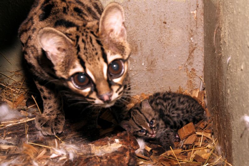 Jihlavské zoo se podařilo odchovat mládě vzácných margayů.