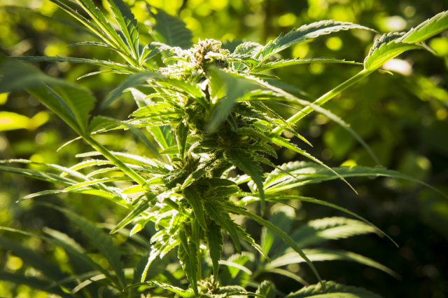 Pořadatelé akce budou zájemcům rozesílat 100 semínek odrůdy konopí, která se nedá zneužít jako droga. Pořadatelé akce budou zájemcům rozesílat 100 semínek odrůdy konopí, která se nedá zneužít jako droga.