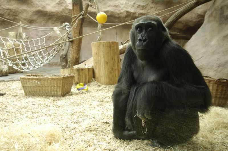 Pražská zoo zahájí svou 86. sezonu. Pražská zoo zahájí svou 86. sezonu.