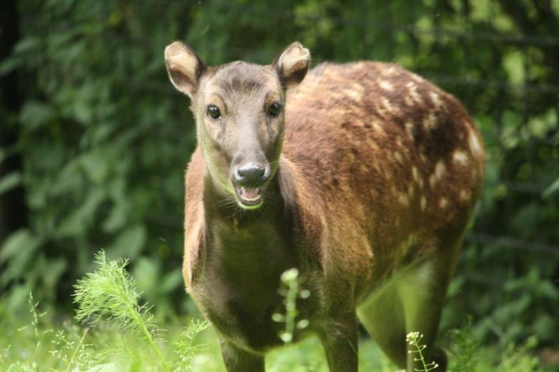 Sambar skvrnitý je drobný sudokopytník, který žije ve volné přírodě pouze na dvou ostrovech na Filipínách.