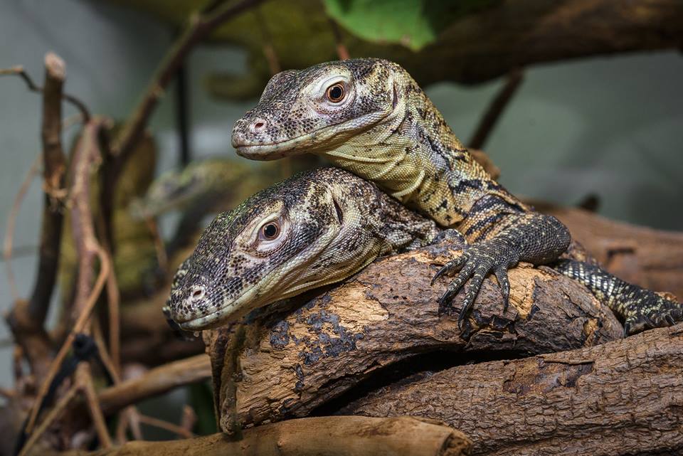 Jedním z bodů oslav zahájení 86. sezony pražské zoo byly i křtiny varanů komodských.