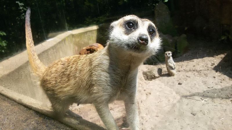 Nový pavilon budou obývat surikaty, damani, hrabáči a medojedi.