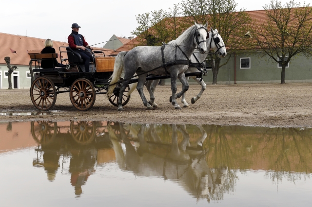 Kladrubský hřebčín dokončuje žádost o zápis na seznam UNESCO.